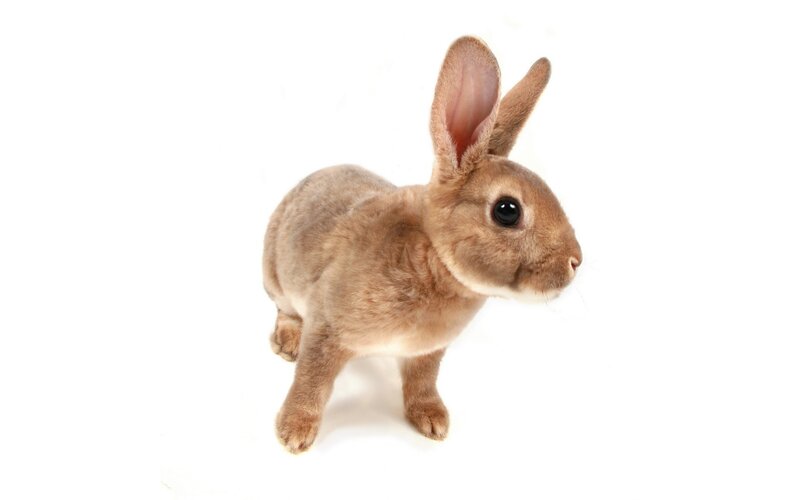 Brown Rabbit Standing