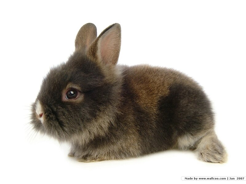 Brown Rabbit