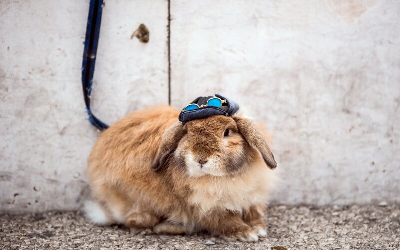 Brown Rabbit Wearing Hat