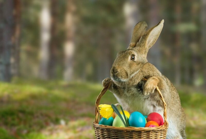 Brown Rabbit with Basket — Serene