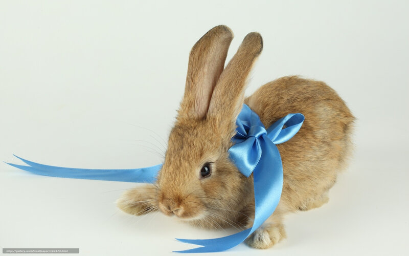 Brown Rabbit with Blue Bow — Calm, Photograph, Blue Ribbon