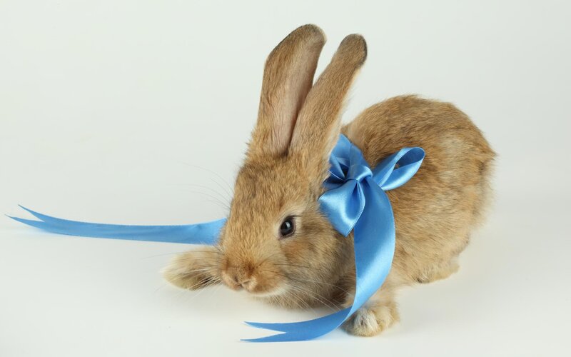 Brown Rabbit with Blue Bow