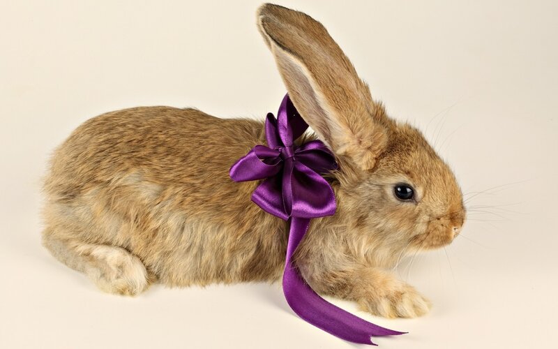 Brown Rabbit with Bow — Calm, Photograph, Purple Ribbon