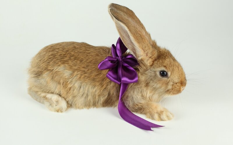 Brown Rabbit with Bow — Calm, Photograph