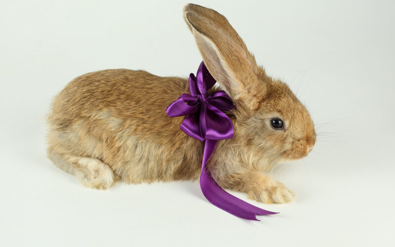Brown Rabbit with Bow — Calm, Photograph, White Background
