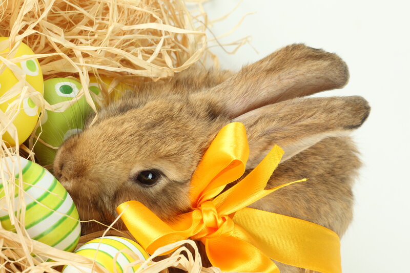 Brown Rabbit with Bow