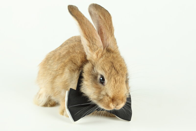 Brown Rabbit with Bowtie