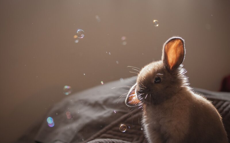 Brown Rabbit with Bubbles — Calm