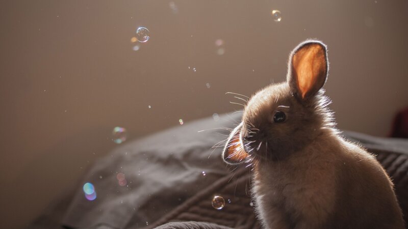 Brown Rabbit with Bubbles