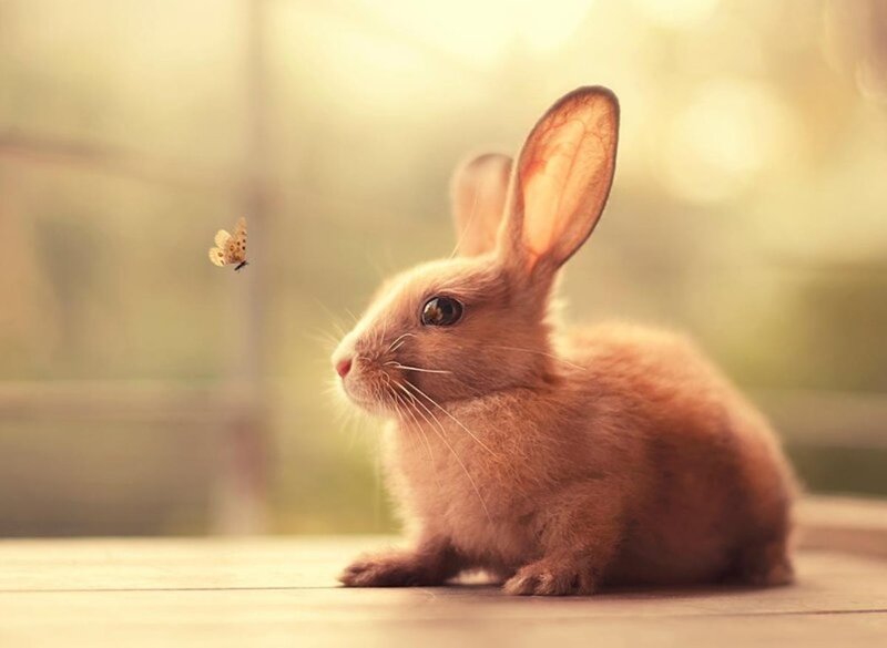 Brown Rabbit with Butterfly — Serene