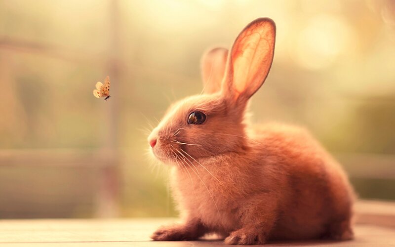 Brown Rabbit with Butterfly