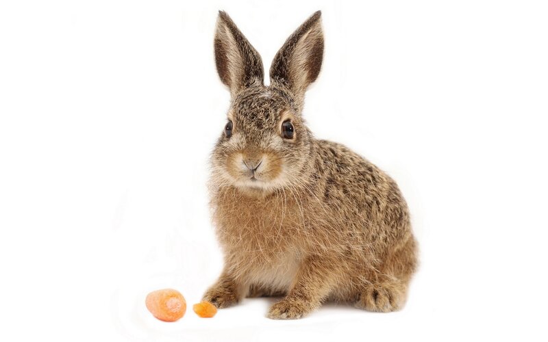 brown rabbit with carrot