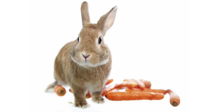 Brown Rabbit with Carrots