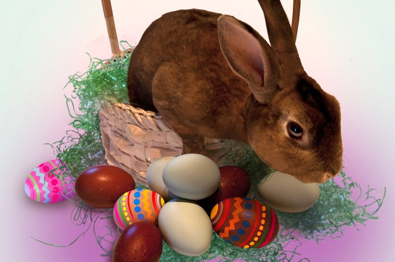 Brown Rabbit with Eggs — Festive