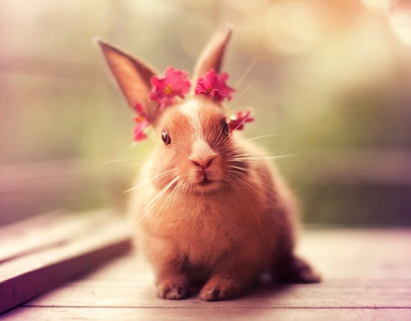 Brown Rabbit with Flowers
