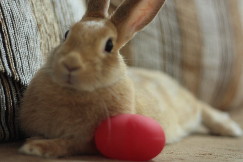 Brown Rabbit with Red Egg