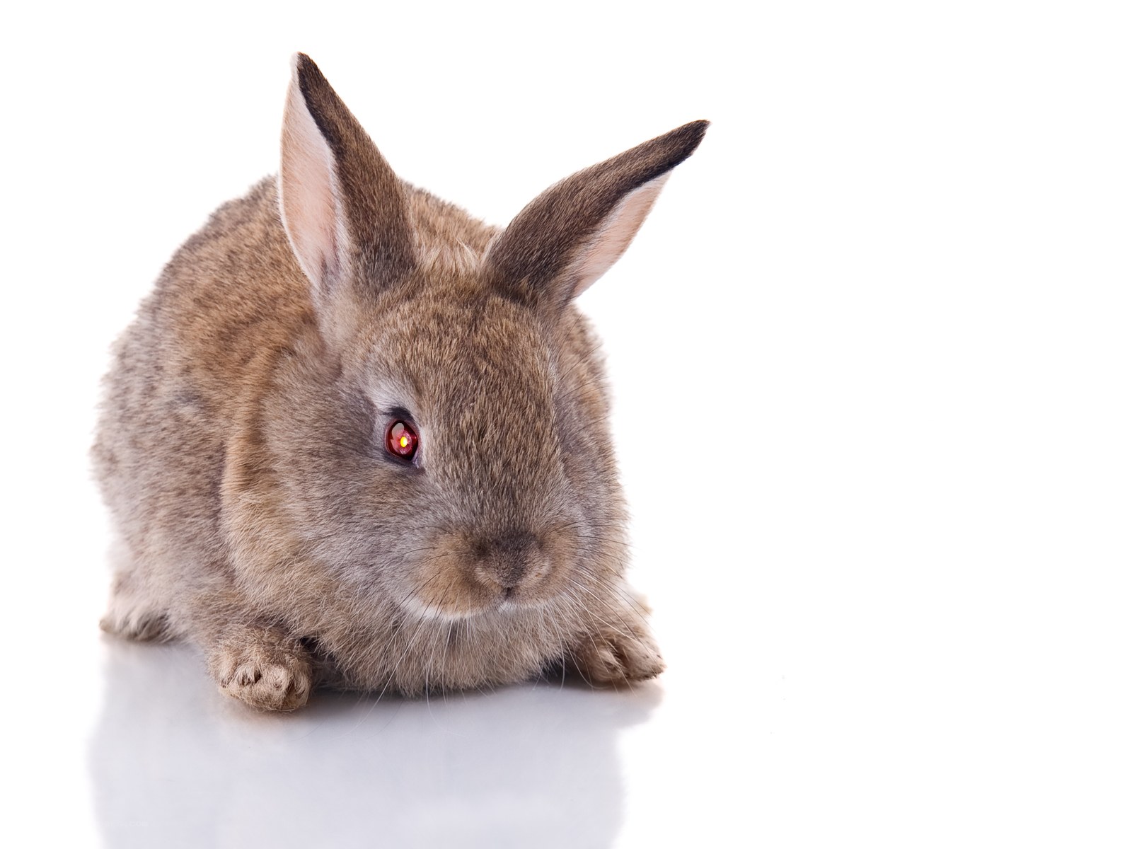 brown rabbit with red eyes