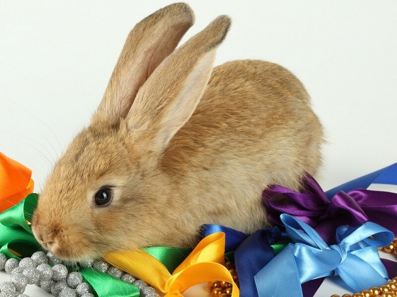Brown Rabbit with Ribbons