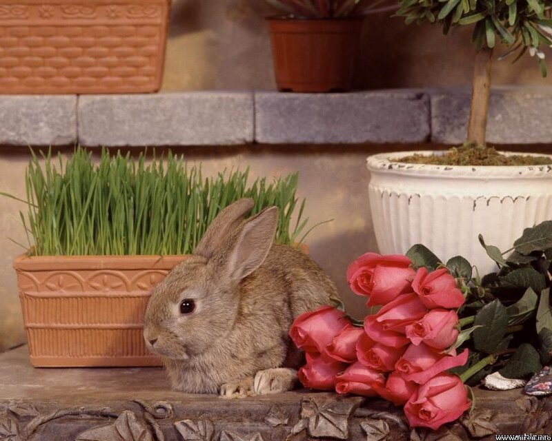 Brown Rabbit with Roses