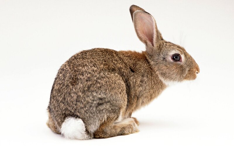 brown rabbit with white tail