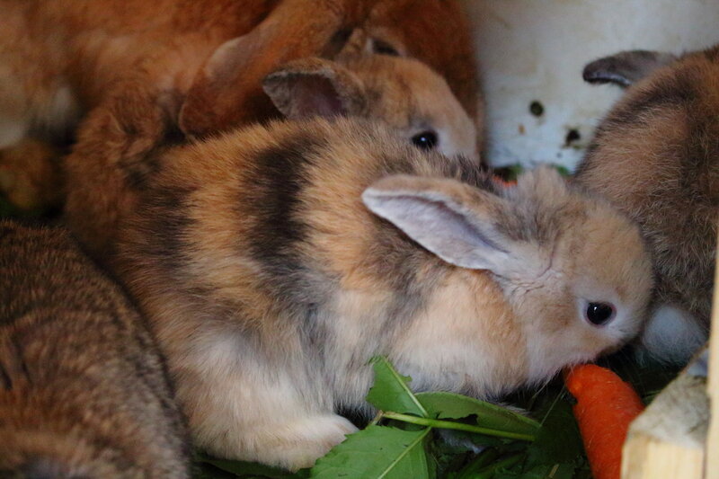 Brown Rabbits Eating