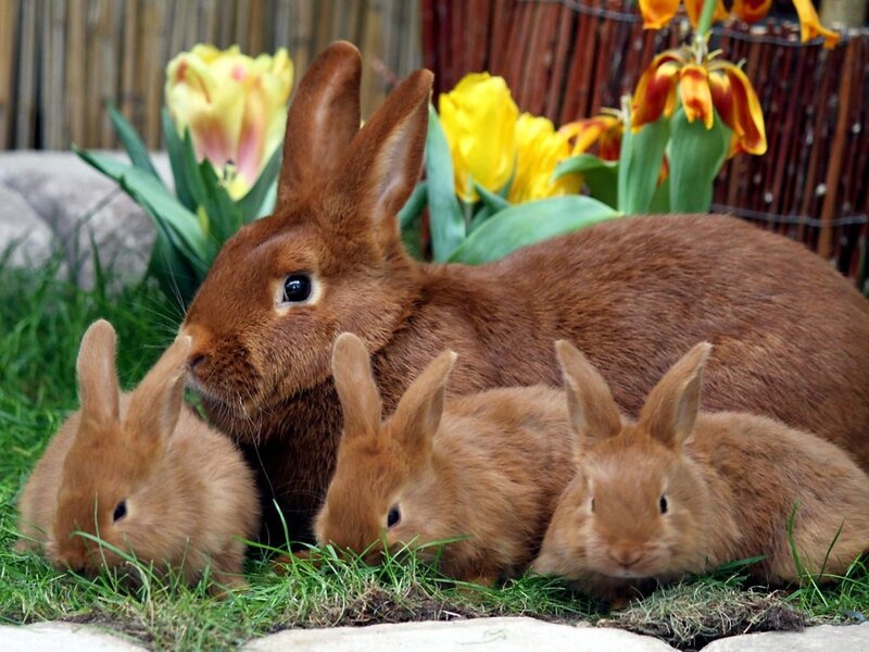 Brown Rabbits in Grass — Peaceful