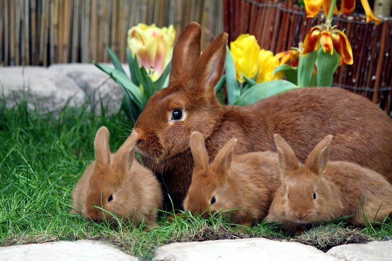 Brown Rabbits in Grass