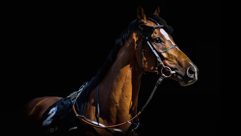 Brown Racehorse