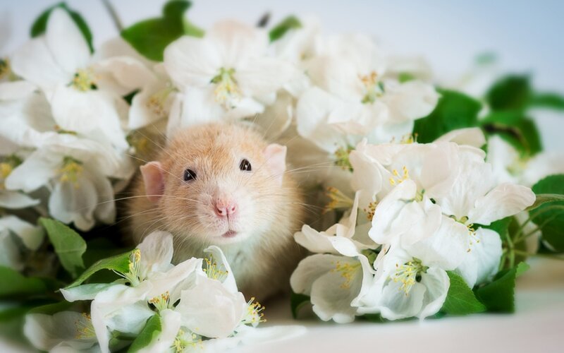 Brown Rat Among Flowers
