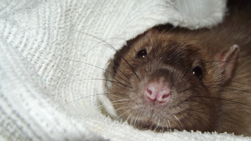 Brown Rat in Blanket