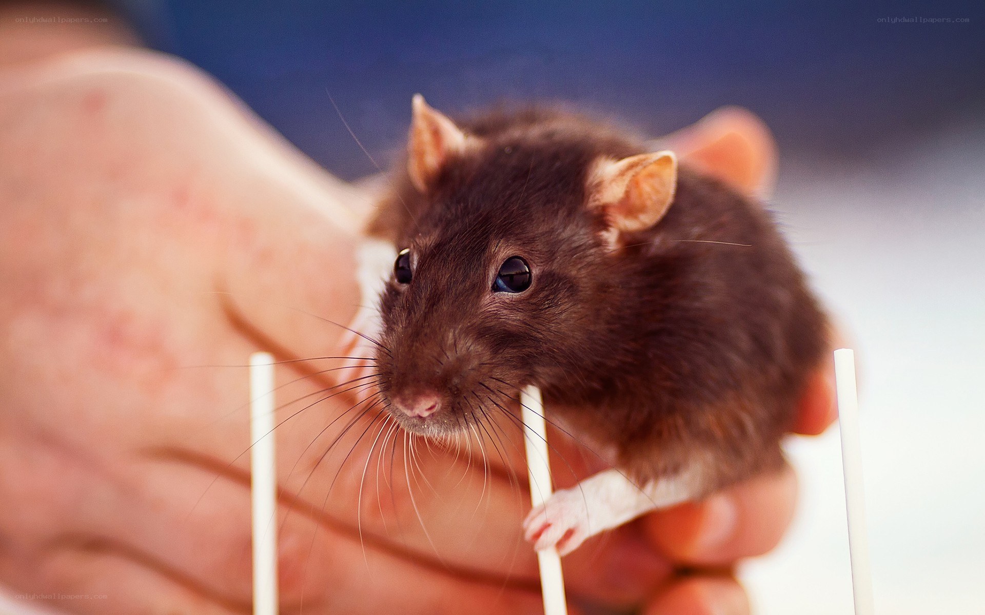 brown rat in hand