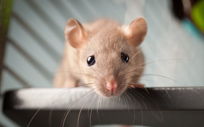 Brown Rat Looking Up