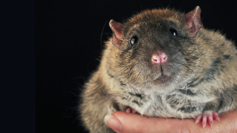 Brown Rat on Hand