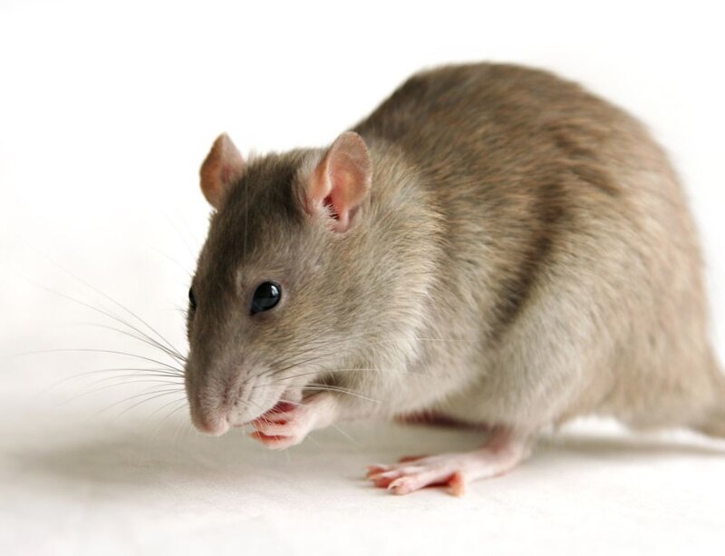 Brown Rat on White Surface — Gray