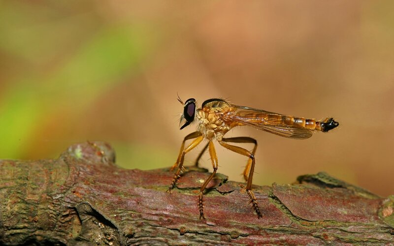 Brown Robber Fly