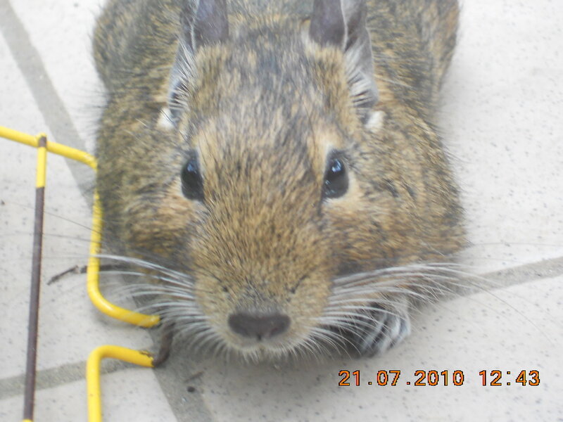 Brown Rodent in Cage