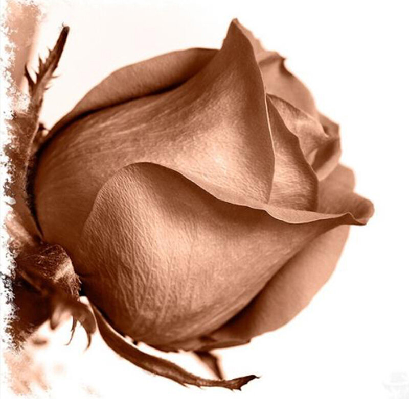 Brown Rose Bud