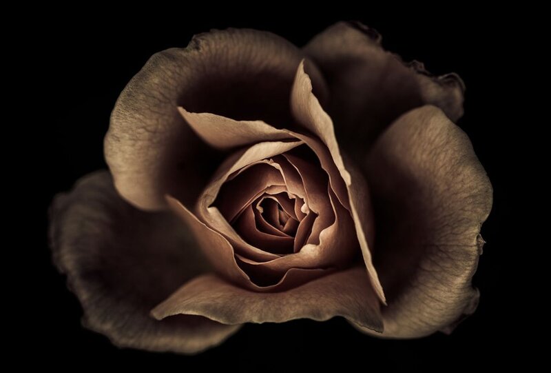 Brown Rose Flower — Dramatic, Photograph