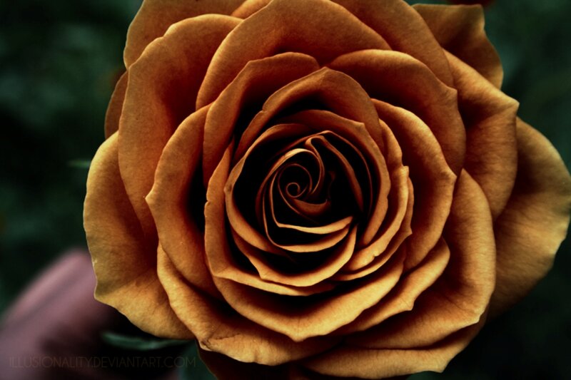 Brown Rose Flower — Dramatic