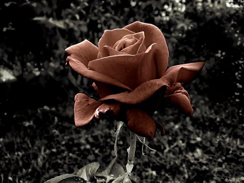 Brown Rose Flower