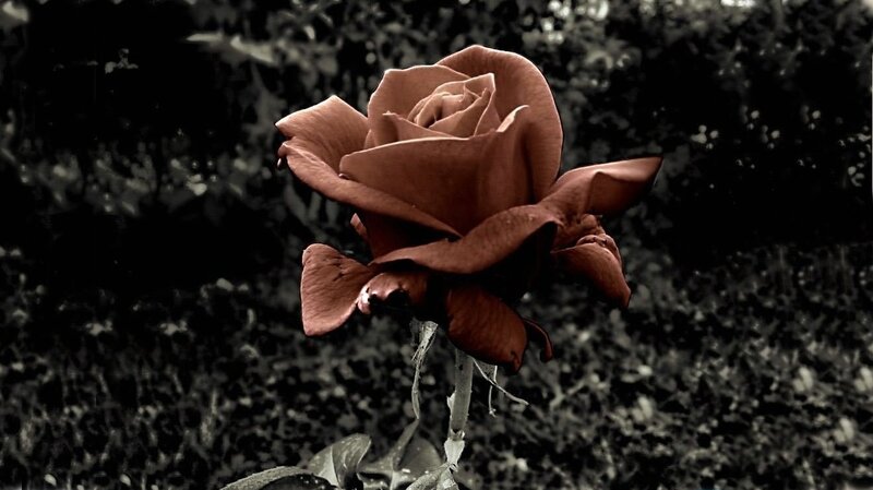 Brown Rose in Bloom