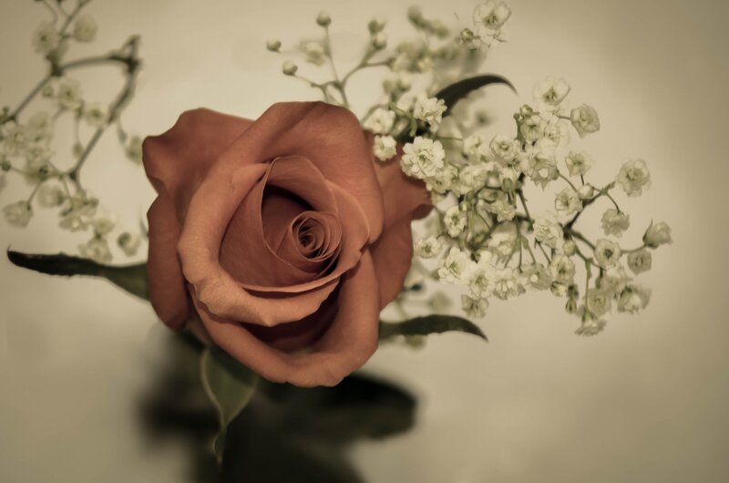 Brown Rose with Baby's Breath