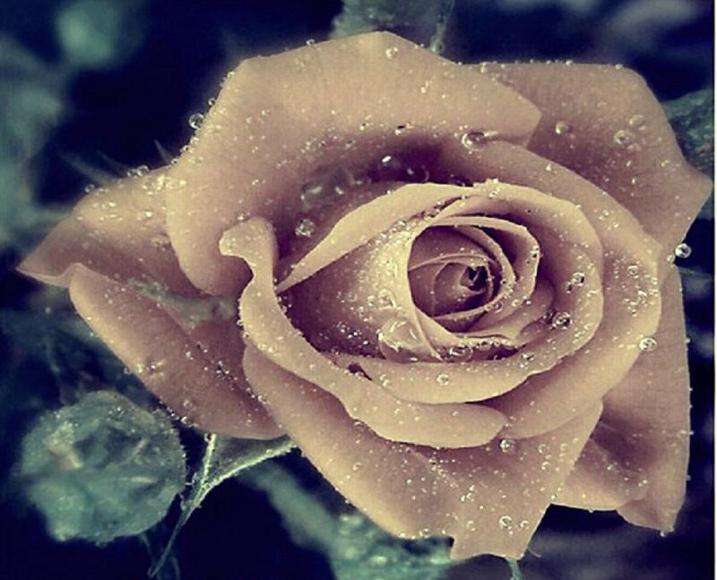 Brown Rose with Dew