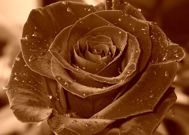 Brown Rose with Water Droplets — Calm, Photograph