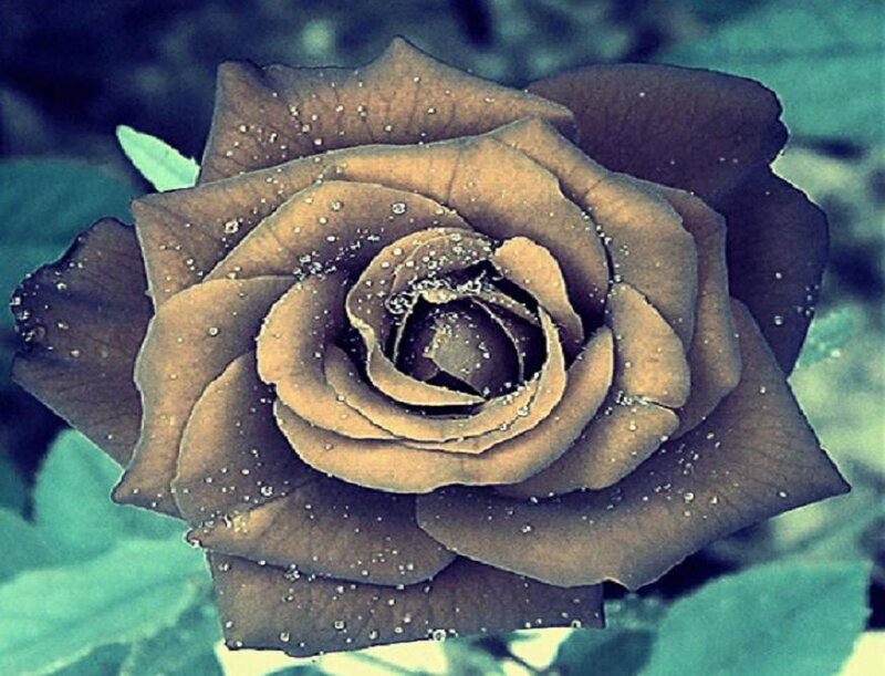Brown Rose with Water Droplets — Calm
