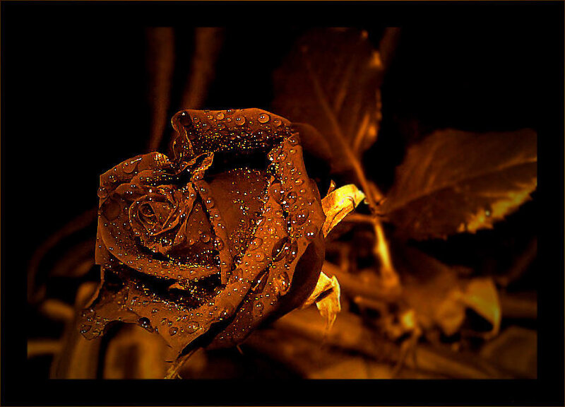 Brown Rose with Water Droplets