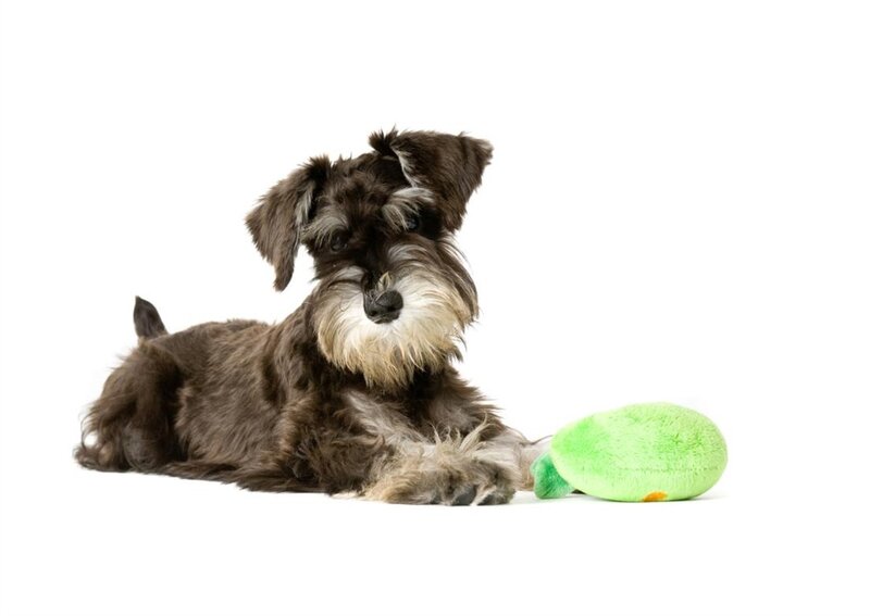 Brown Schnauzer Puppy