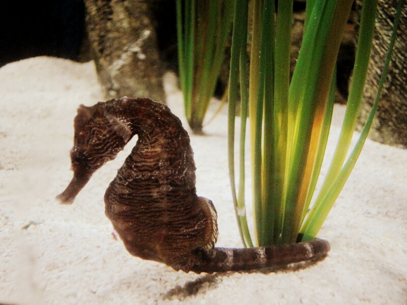 Brown Seahorse