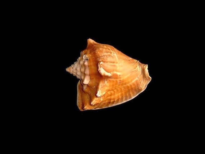 Brown Seashell — Neutral