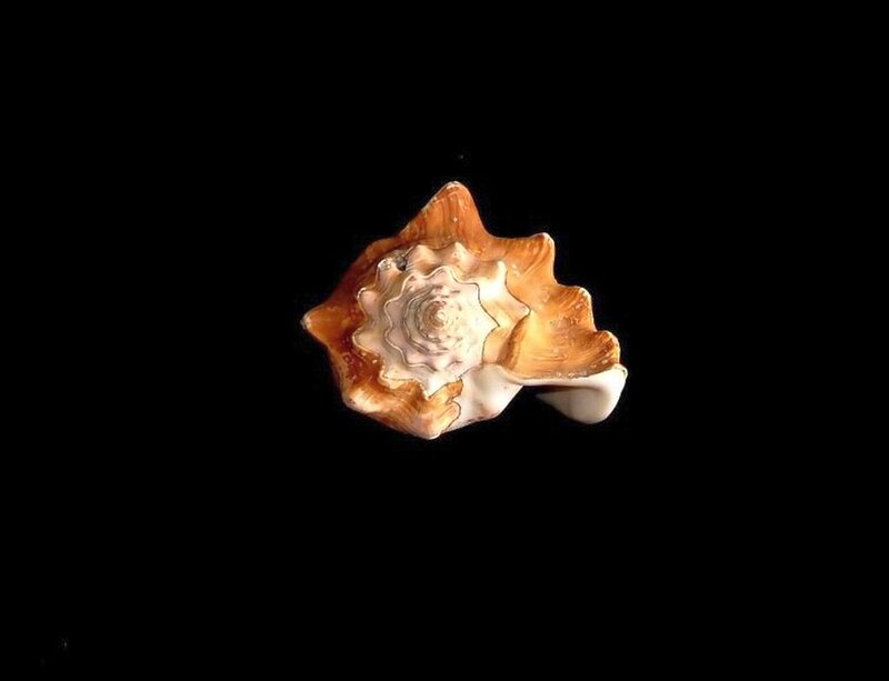 Brown Seashell